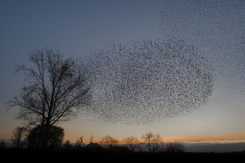 Spreeuwenzwermen zorgen voor fascinerend schouwspel van Moetwil en van Dijk - Fotografie