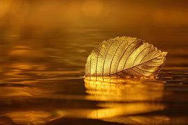 Golden leaf on calm waters at sunset by Art & Soul Creations