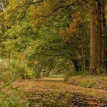 l'automne dans la forêt sur Lieke van Grinsven van Aarle