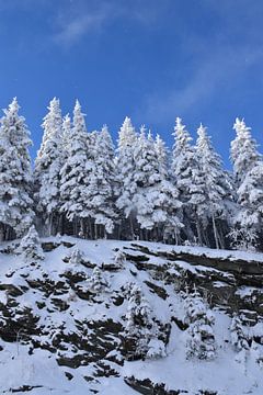 Une forêt enneigé en hiver sur Claude Laprise