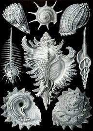 Prosobranchia - Ernst Haeckel