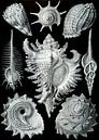 Prosobranchia, Ernst Haeckel von Het Archief Miniaturansicht