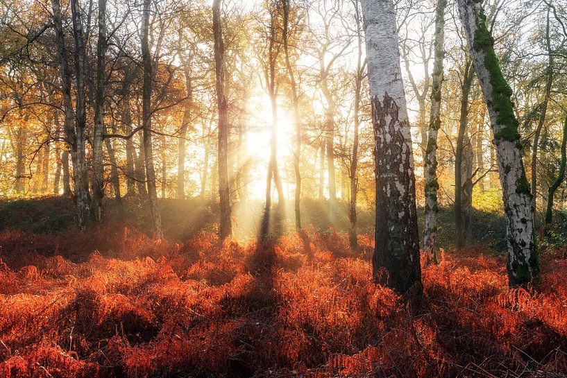 Zonsopkomst in het berkenbos in de herfst by Dennis van de Water
