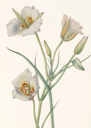 Sego Lily