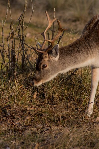 Un jeune cerf à la recherche de nourriture par Selwyn Smeets - SaSmeets Photography