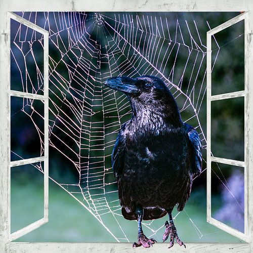 Vue de la fenêtre - Corbeau