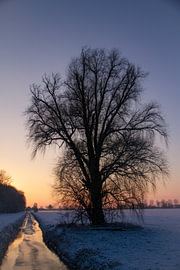 A tree at sunset in the snow by Sabine van Gool