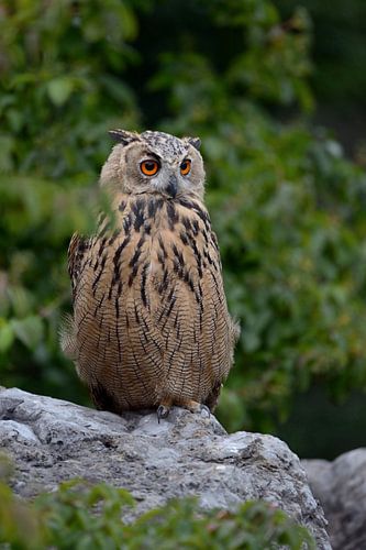 Uil / Adelaarsuil ( Bubo bubo ) zit in een groeve op een kei en kijkt rond, wild, Europa.
