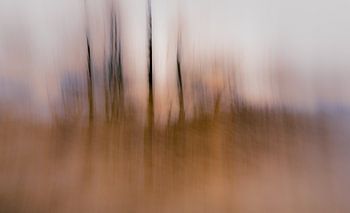 ICM photo in the forest