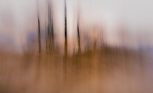 ICM-Foto im Wald