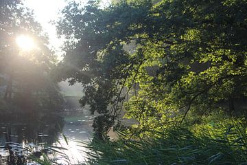 Zonsopkomst in het bos van Natasja van Dwingelen