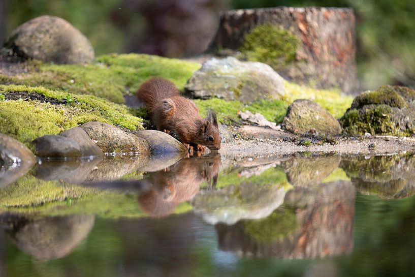 Squirrel by the water by Karin van Rooijen Fotografie