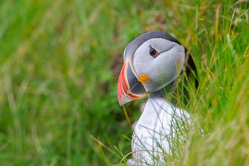 Papageientaucher Charadriiformes
