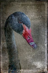 Black swan van Freddy Hoevers