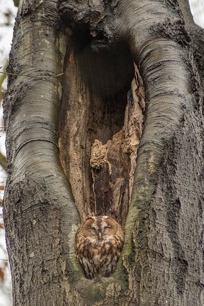 Rusty tawny owl in the tree by Moetwil en van Dijk - Fotografie