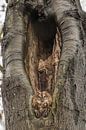 Rusty tawny owl in the tree by Moetwil en van Dijk - Fotografie thumbnail