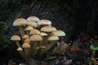 Champignons 2020 par Gerhard Hoogterp Aperçu