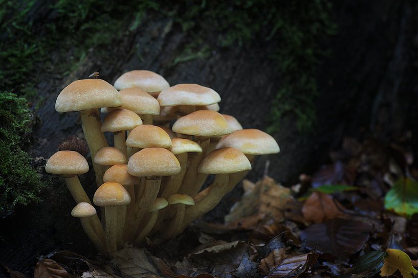 Champignons 2020 par Gerhard Hoogterp