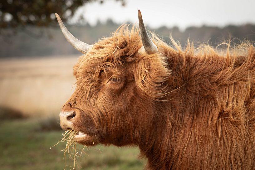 Portrait of a chewing Scottish highlander by KB Design & Photography (Karen Brouwer)