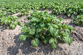 Plante de pomme de terre verte fraîche au printemps