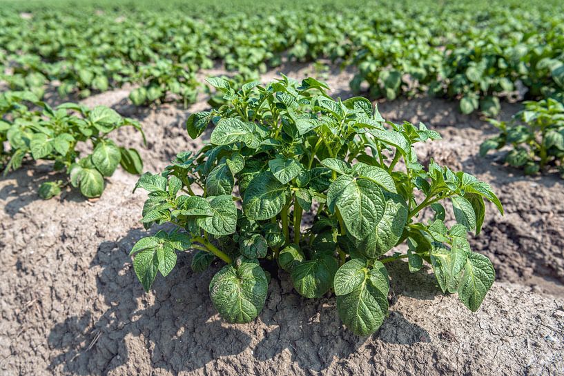 Frische grüne Kartoffelpflanze im Frühling von Ruud Morijn