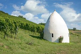 Vineyard idyll by Peter Eckert