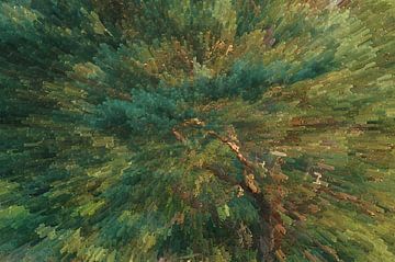 Pine explosion by LANETfotografie