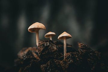 Paddenstoelen groeiend uit een dennenappel van Jan