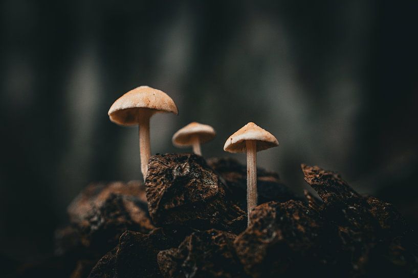 Pilze, die aus einem Kiefernzapfen wachsen von Jan