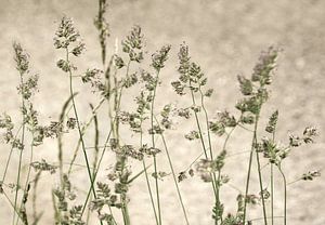 Gras mit beigem Hintergrund.