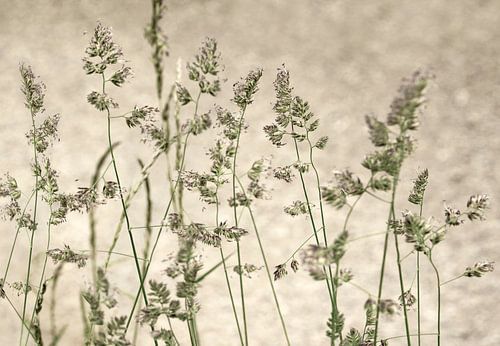 Herbe sur fond beige.