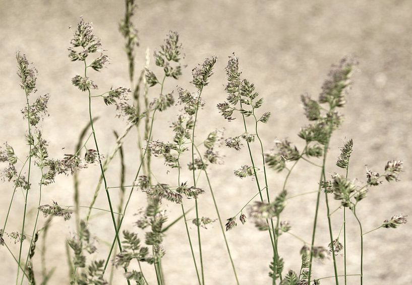 Gras mit beigem Hintergrund. von Alie Ekkelenkamp