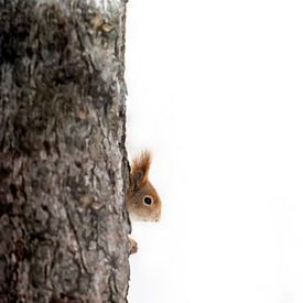 Forscher im eigenen Wald: Das schüchterne Eichhörnchen von Alex Pansier