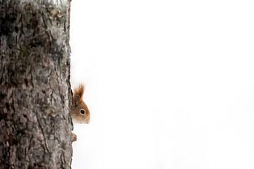 Forscher im eigenen Wald: Das schüchterne Eichhörnchen von Alex Pansier