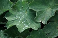Gouttes d'eau sur de grandes feuilles