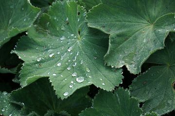 Waterdruppels op grote bladeren van Fabian H