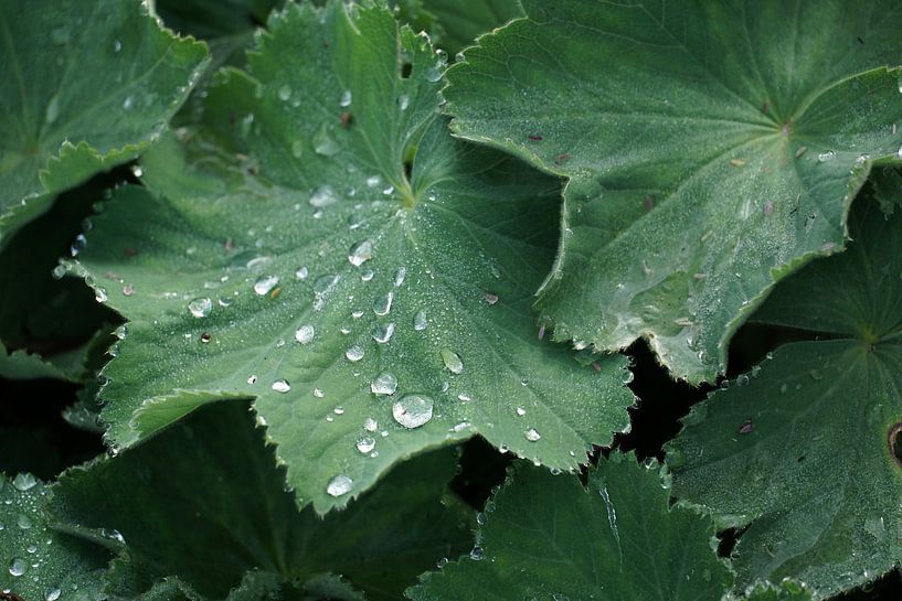 Water droplets on large leaves by Fabian H