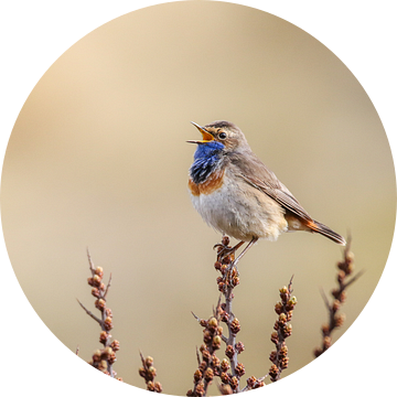 Zingende blauwborst van Jasper Kok