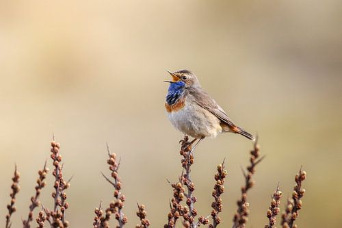 Singendes Blaukehlchen