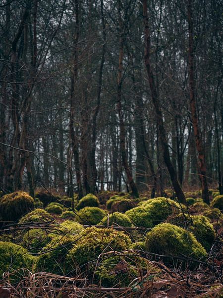 mountains by snippefotografie