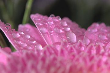 Gerbra avec gouttes d'eau sur Monique Verlouw