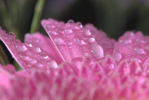Gerbra met waterdruppels