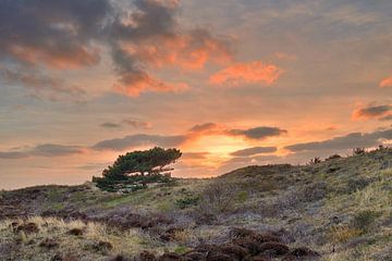 Texel tree in the dunes by John Leeninga