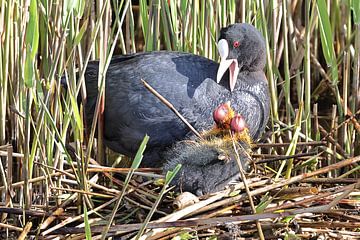 Meerkoet by Rinnie Wijnstra (FotoAmeland )