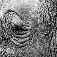 Olifant