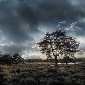 Dutch landscape - Strijbeek heathland by Hannie Kassenaar