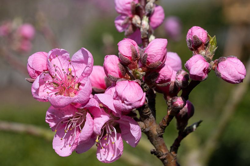 Nektarine, Prunus persica von Alexander Ludwig