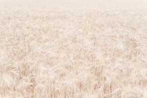 Champ de céréales dorées en Provence - Silence in Motion