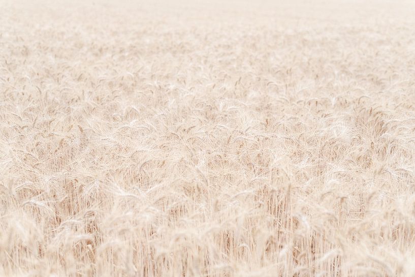 Champ de céréales dorées en Provence - Silence in Motion par DsDuppenPhotography