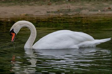 Swan by Merijn Loch